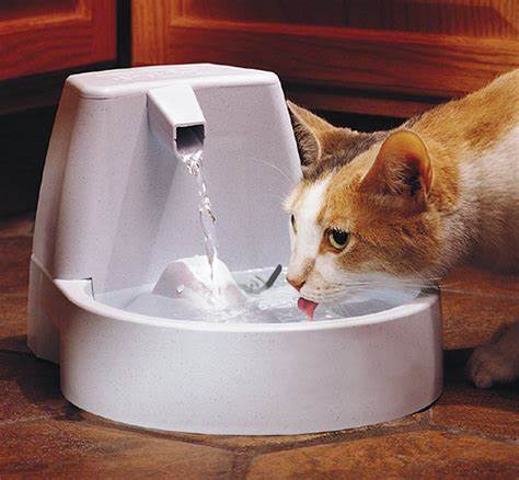 Why Every Cat Owner Needs a Cat Fountain: Benefits of Fresh Water for Your Feline