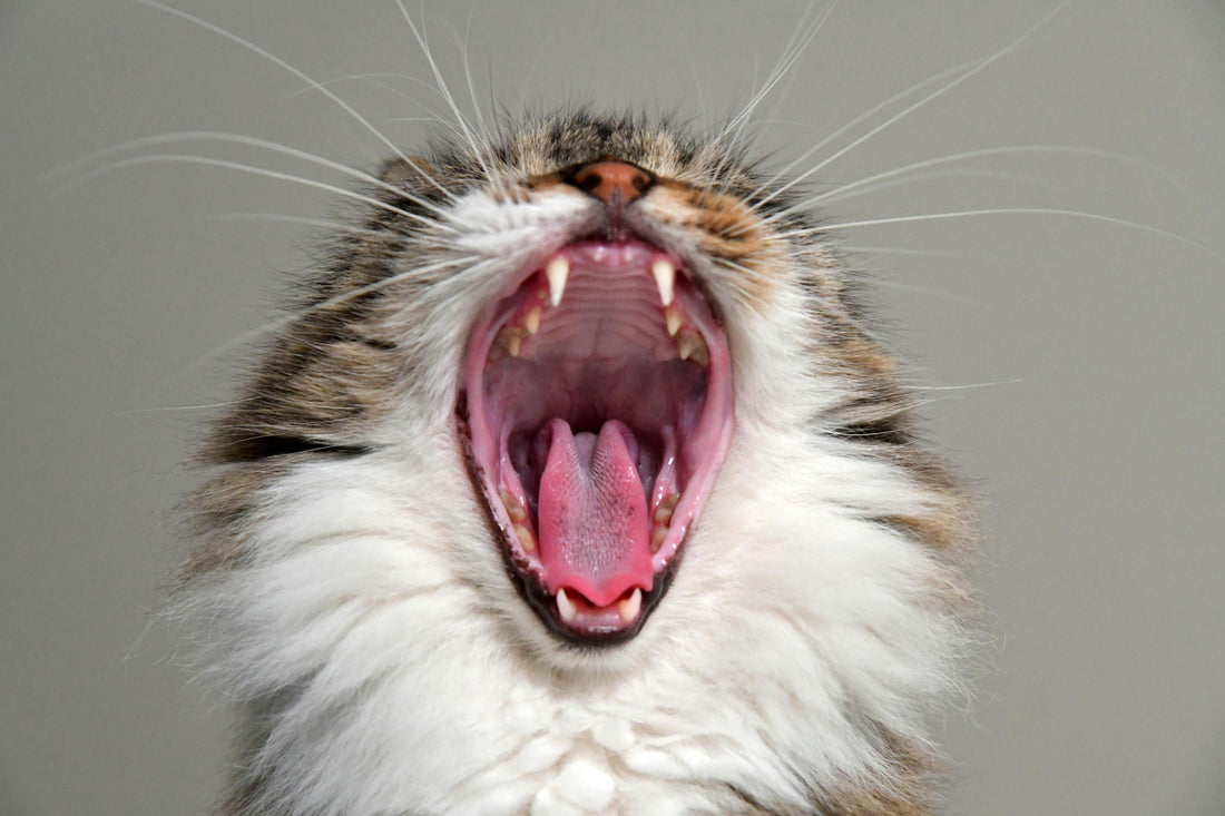 The Mysterious World of Cats: Funny Things They Do That We’ll Never Understand