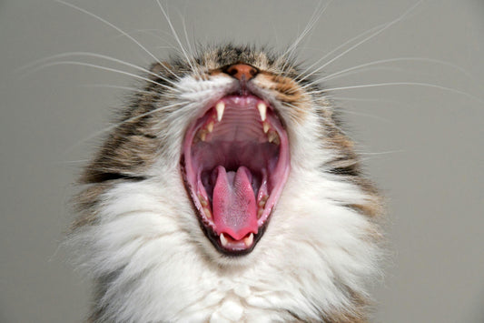 The Mysterious World of Cats: Funny Things They Do That We’ll Never Understand
