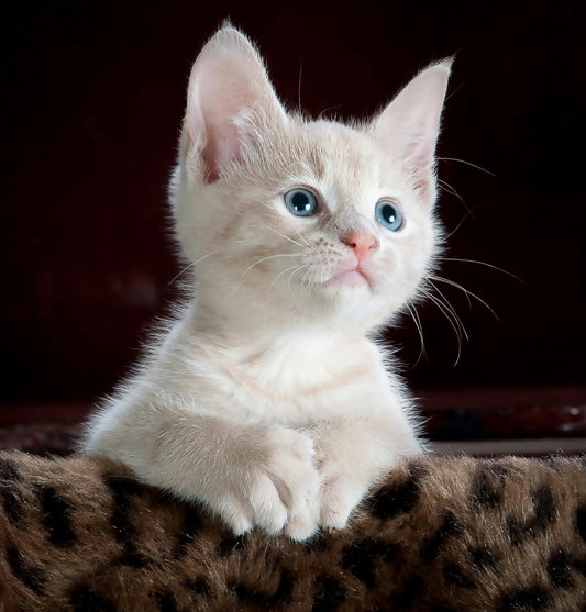 New Cat Owners Listen Up: Everything you need to know